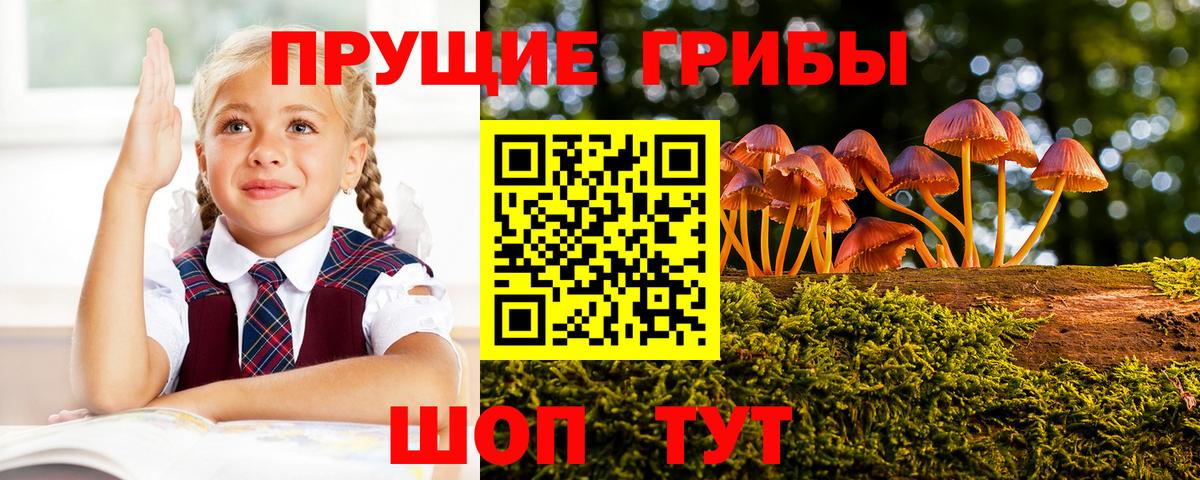 Псилоцибиновые грибы мицелий Новочебоксарск